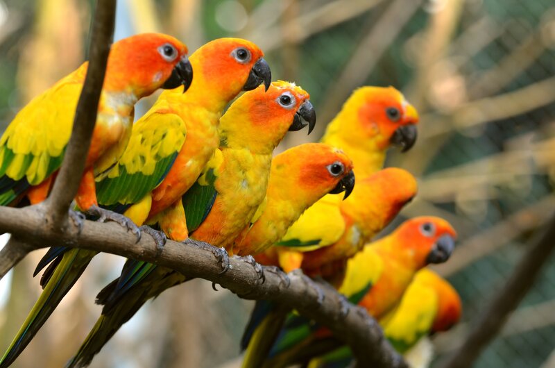 Sun Conure Parrots — Yellow, Calm, Afternoon, Photograph