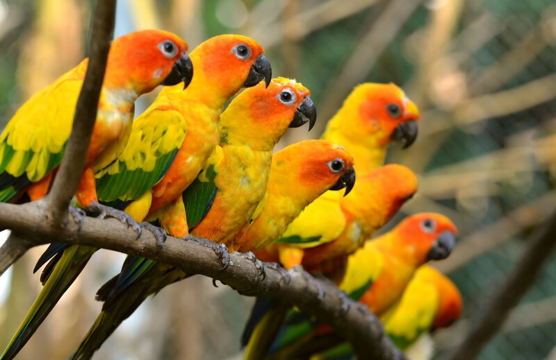 Sun Conure Parrots — Yellow, Calm, Afternoon