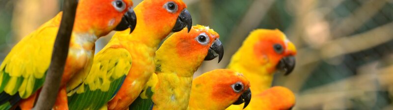 Sun Conure Parrots — Yellow, Calm, Photograph, Birds