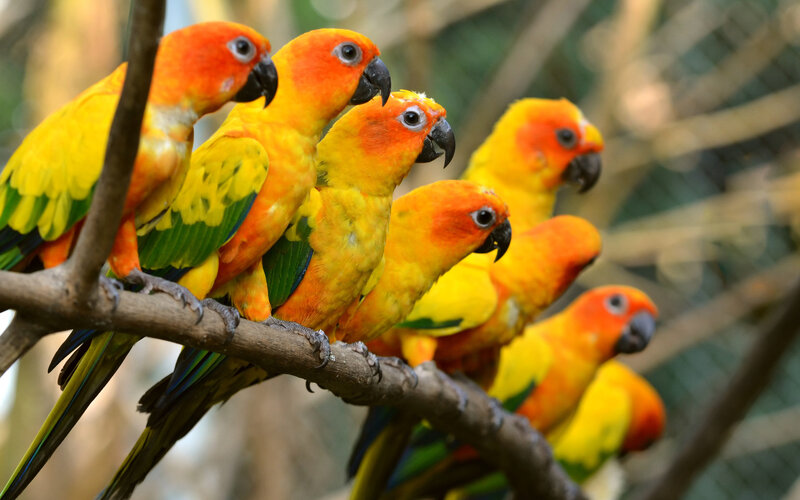 Sun Conure Parrots — Yellow, Calm, Photograph