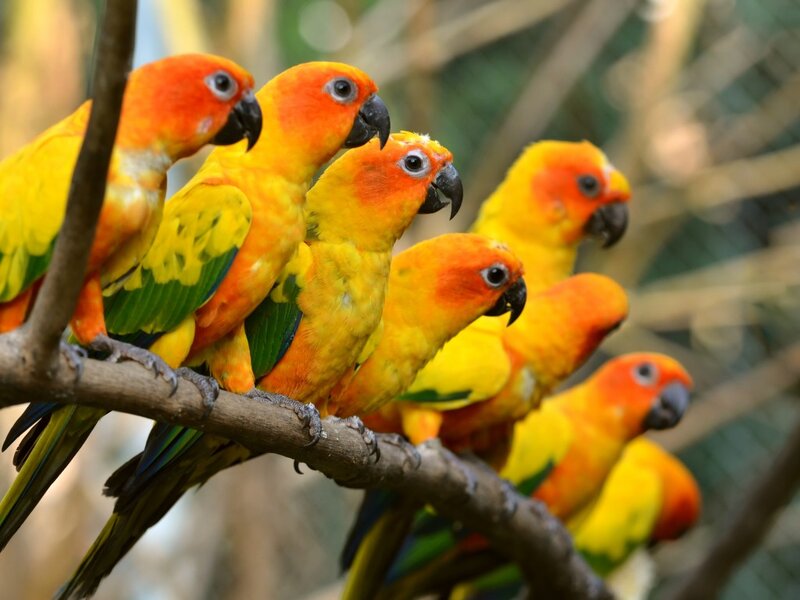 Sun Conure Parrots — Yellow, Calm