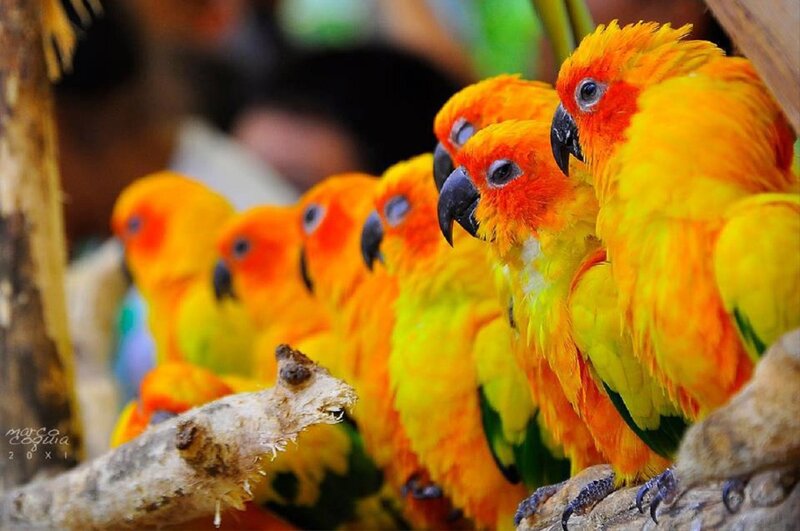 Sun Conure Parrots — Yellow