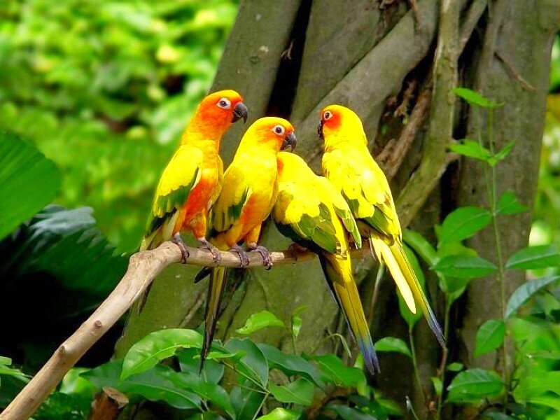 Sun conures on a branch