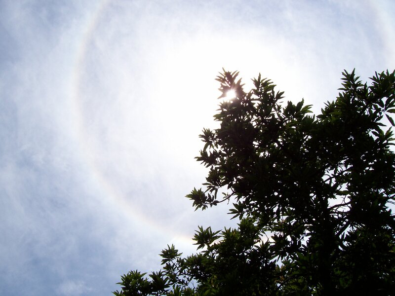 Sun Halo Around Tree