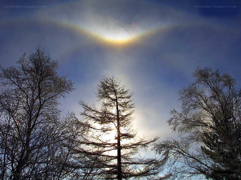 Sun halo over bare trees