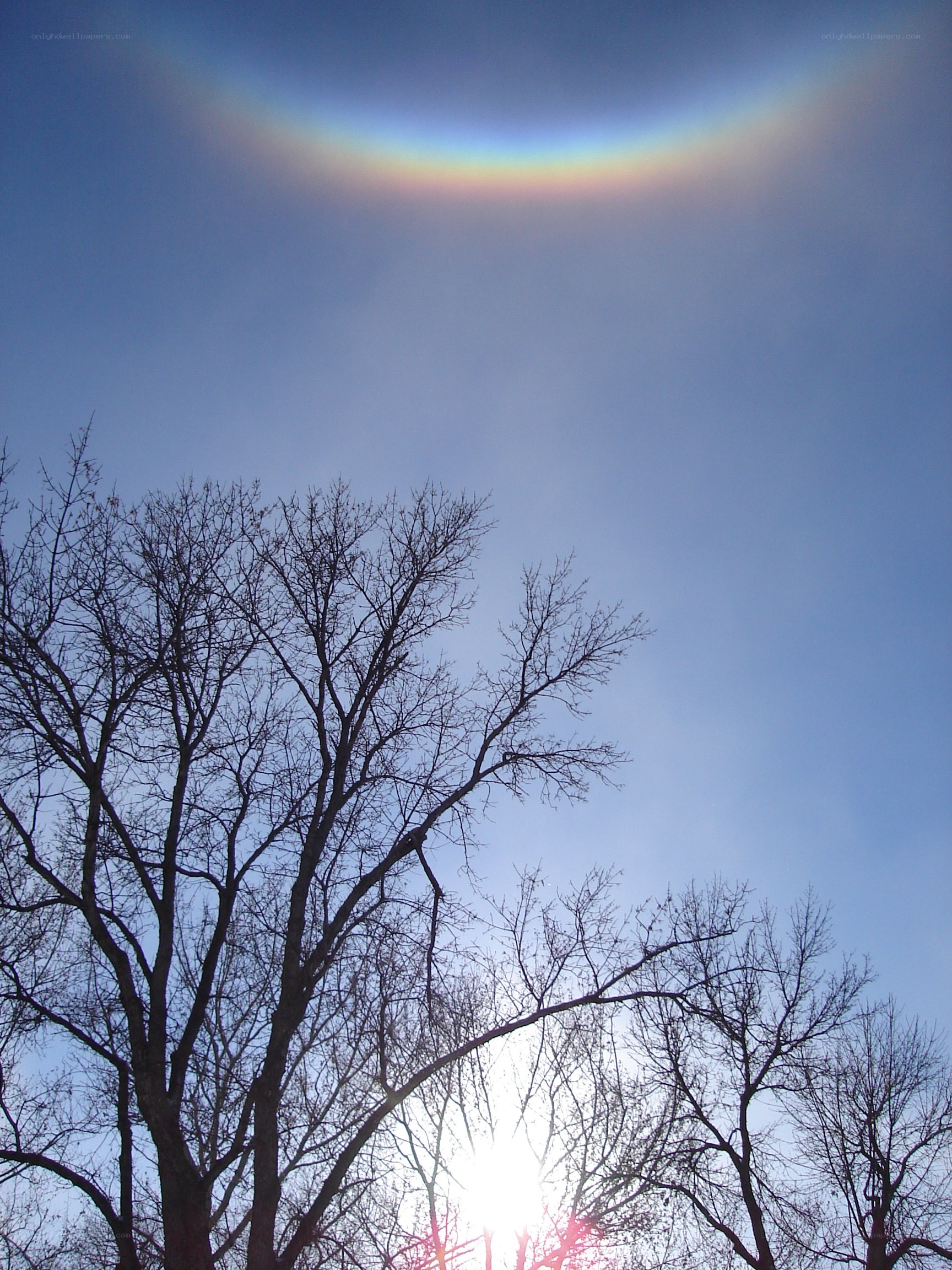 Sun halo over bare trees