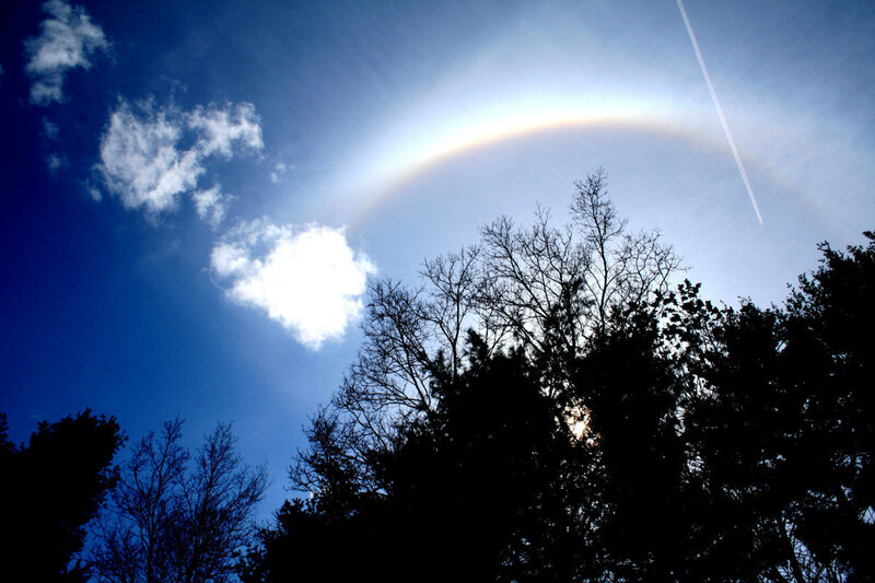 Sun halo over trees