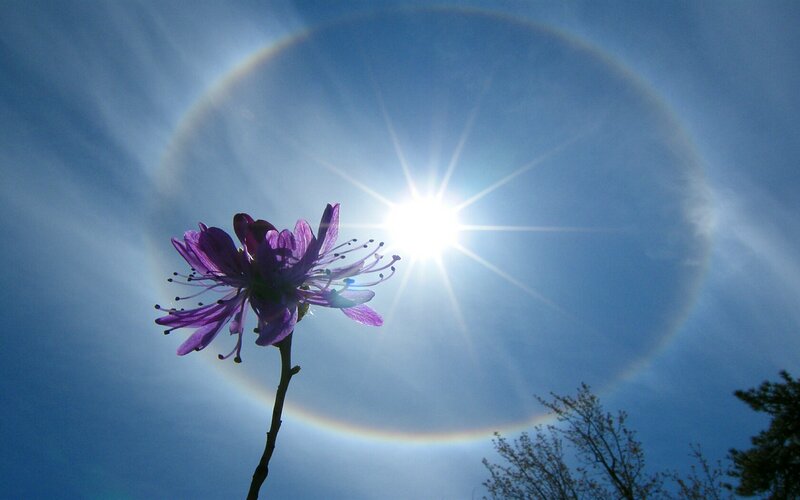 Sun halo with purple flower