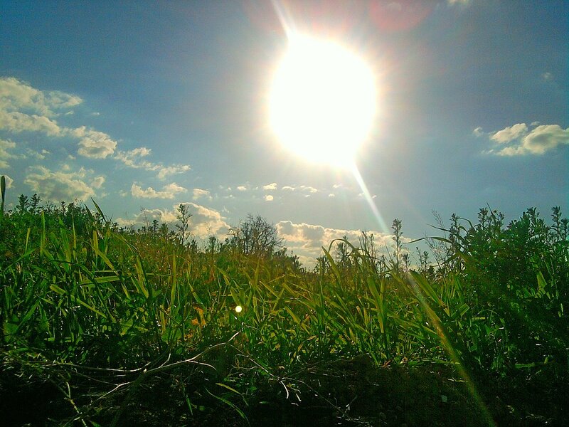 Sun over Grassy Field