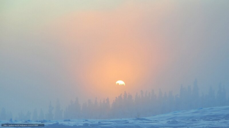 Sun over Snowy Forest