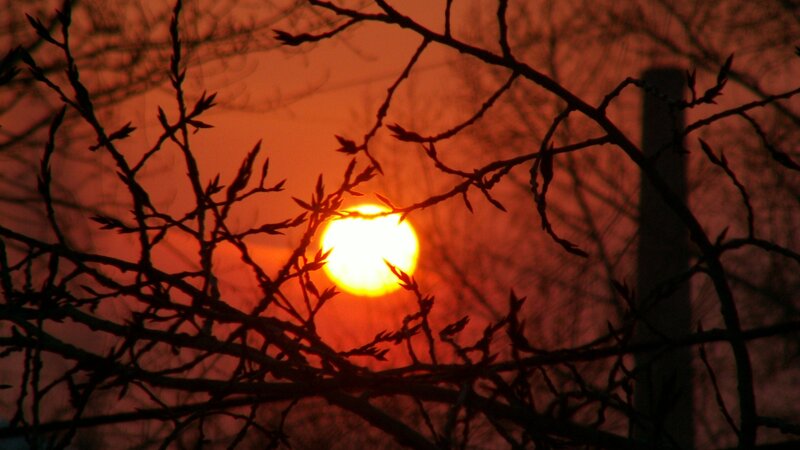 Sun Setting Behind Branches — Orange