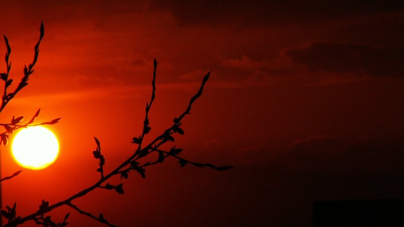 Sun Setting Behind Branches — Red