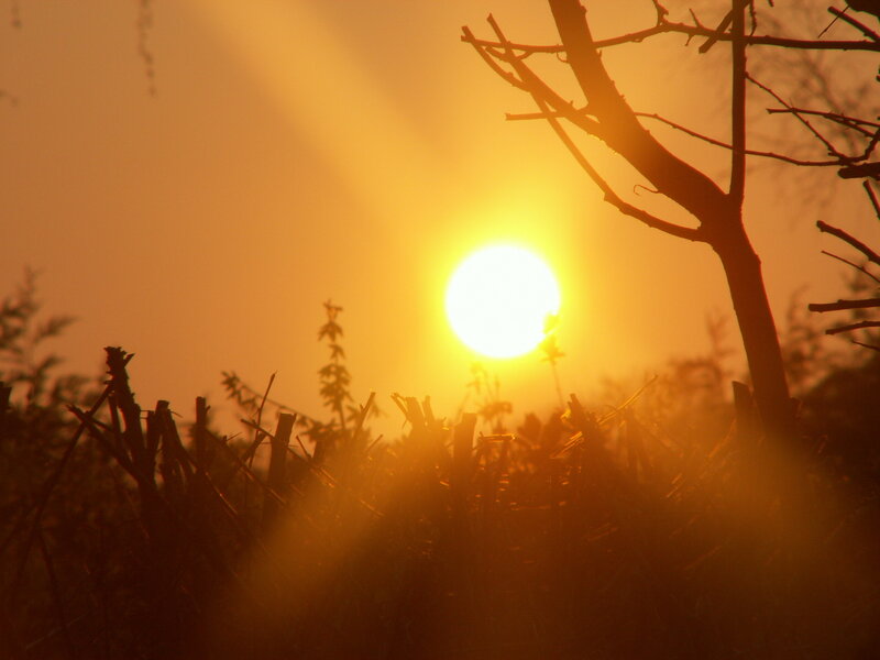 Sun Setting Behind Branches — Yellow, Serene