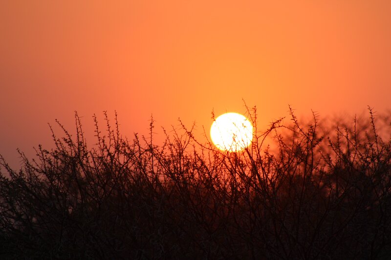 Sun Setting Behind Bushes