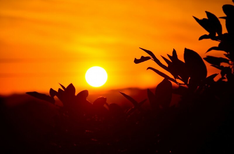 Sun Setting Behind Foliage