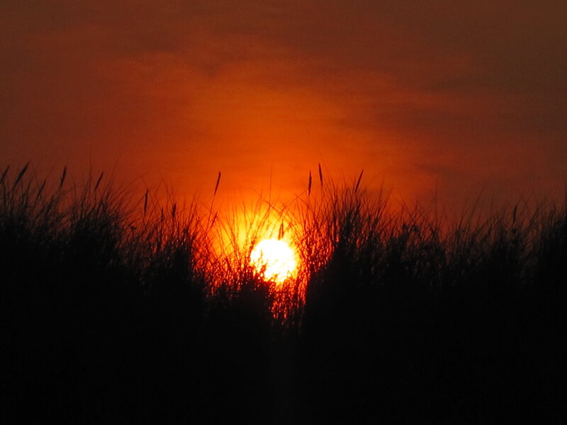 Sun Setting Behind Grass — Orange