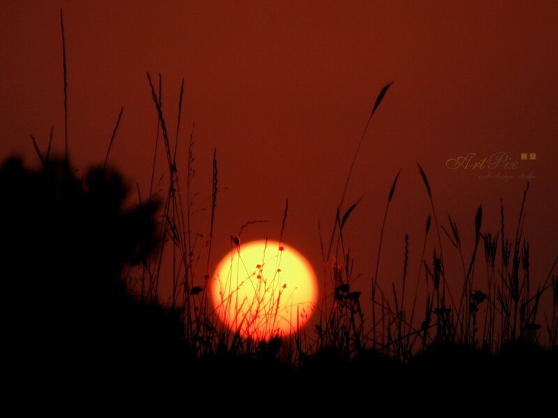 Sun Setting Behind Grass — Red