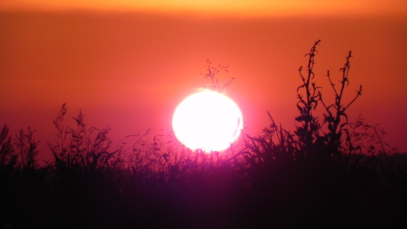 Sun Setting Behind Grass