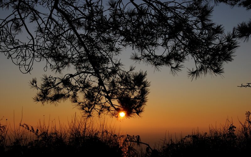 Sun Setting Behind Pine Tree