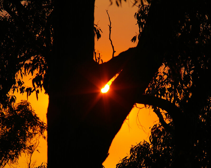 Sun Setting Behind Tree — Orange, Dramatic, Sunset, Photograph