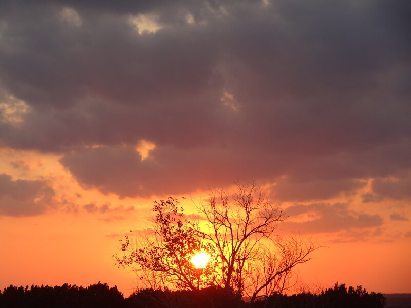 Sun Setting Behind Tree — Orange, Dramatic, Sunset