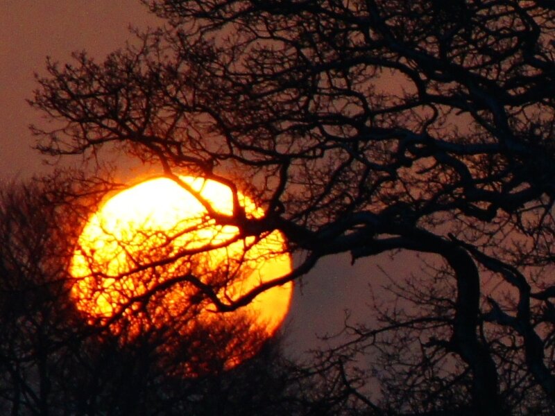 Sun Setting Behind Tree