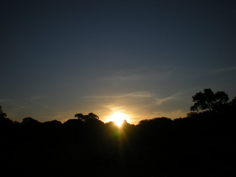 Sun Setting Behind Trees — Black