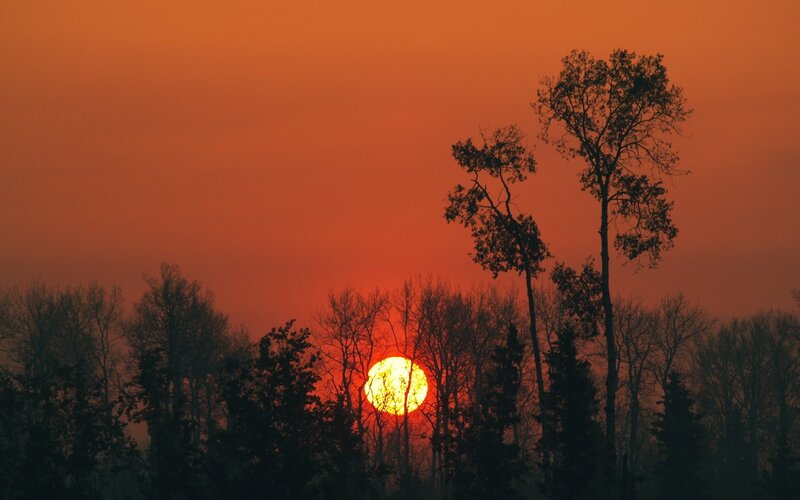Sun Setting Behind Trees — Dramatic