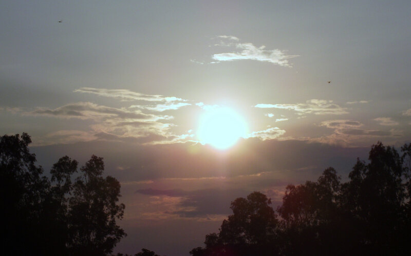 Sun Setting Behind Trees — Gray
