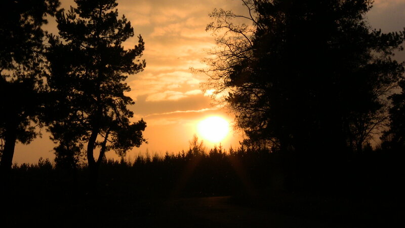 Sun Setting Behind Trees — Orange, Black