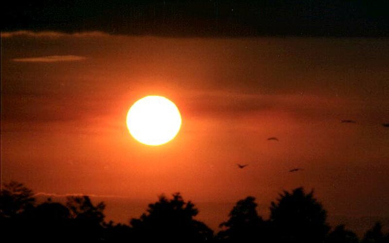 Sun Setting Behind Trees — Orange, Dramatic, Sunset, Photograph, Birds, Clouds, Black