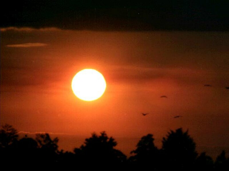 Sun Setting Behind Trees — Orange, Dramatic, Sunset, Photograph, Birds, Clouds