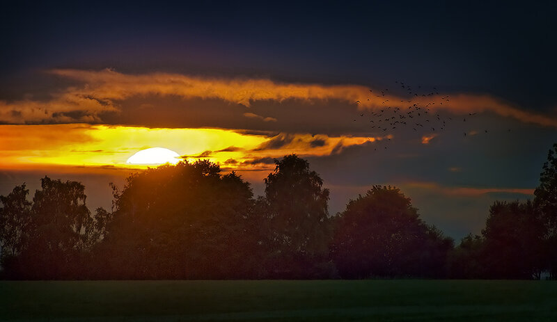 Sun Setting Behind Trees — Orange, Dramatic, Sunset, Photograph, Birds