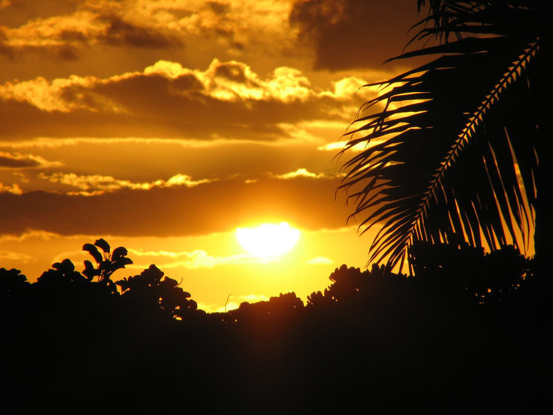 Sun Setting Behind Trees — Orange, Dramatic, Sunset, Photograph, Clouds, Palm Frond