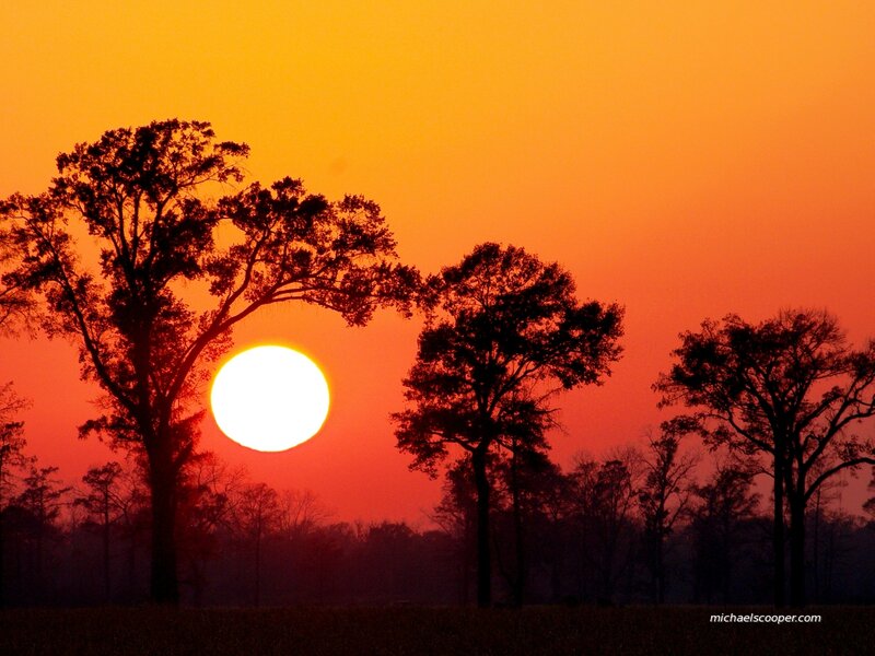 Sun Setting Behind Trees — Orange, Dramatic, Sunset, Photograph, Sky