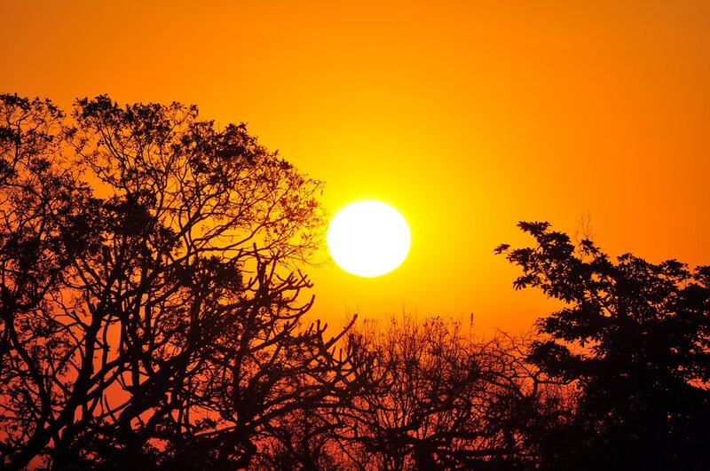 Sun Setting Behind Trees — Orange, Dramatic, Sunset, Photograph, Sky, Yellow