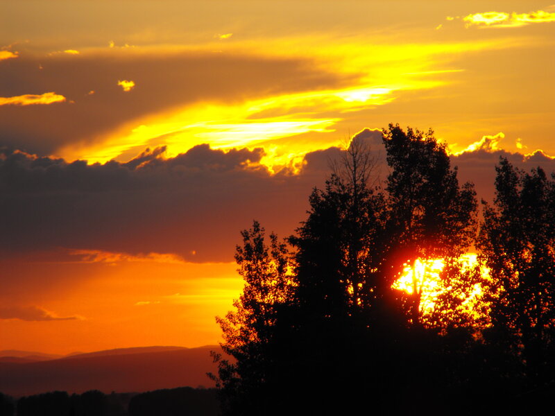 Sun Setting Behind Trees — Orange, Dramatic, Sunset