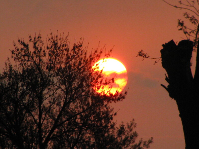 Sun Setting Behind Trees — Orange, Red