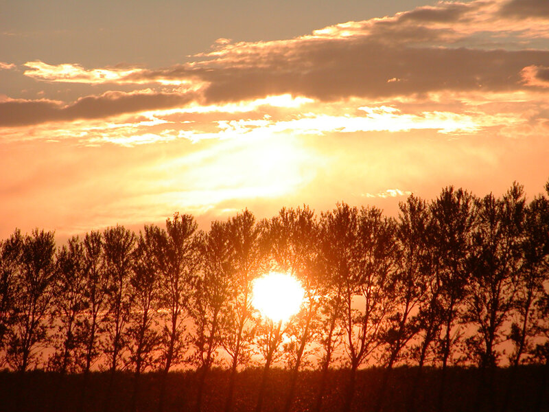 Sun Setting Behind Trees — Orange, Serene, Sunset, Photograph, Clouds, Sky, Yellow
