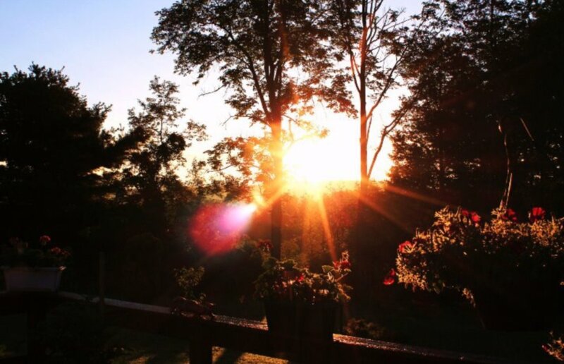 Sun Setting Behind Trees — Orange, Serene, Sunset, Photograph, Flowers