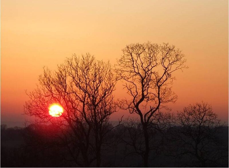 Sun Setting Behind Trees — Orange, Serene, Sunset, Photograph, Sky, Red