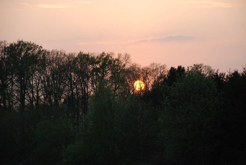 Sun Setting Behind Trees — Orange, Serene, Sunset, Photograph, Sky
