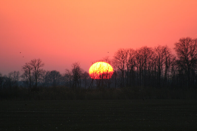 Sun Setting Behind Trees — Orange, Serene, Sunset
