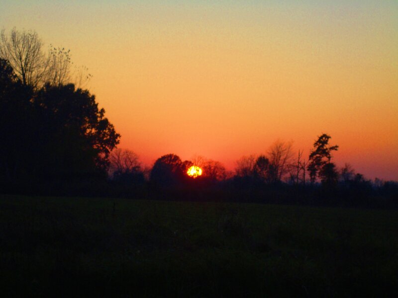 Sun Setting Behind Trees — Orange, Serene