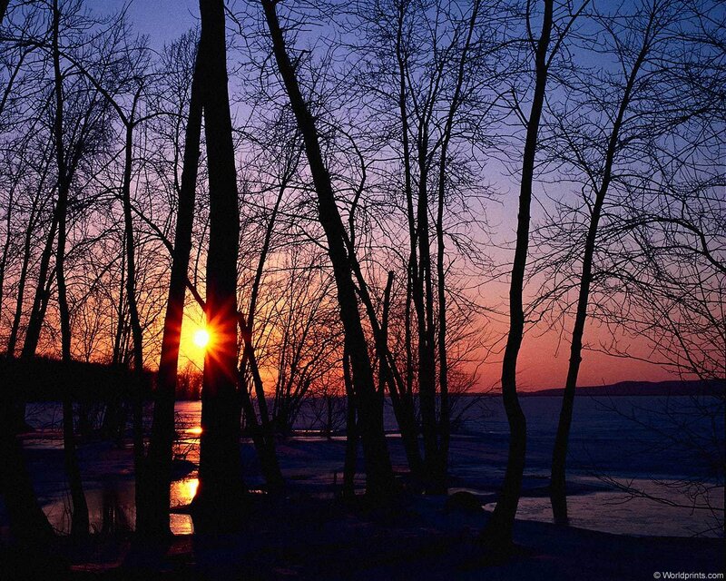 Sun Setting Behind Trees — Orange