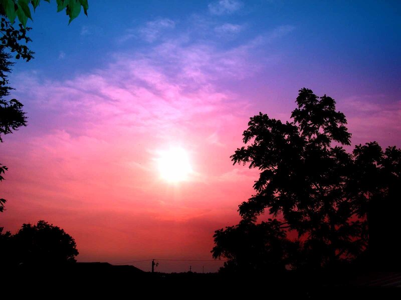 Sun Setting Behind Trees — Pink
