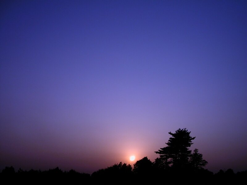 Sun Setting Behind Trees — Purple, Serene
