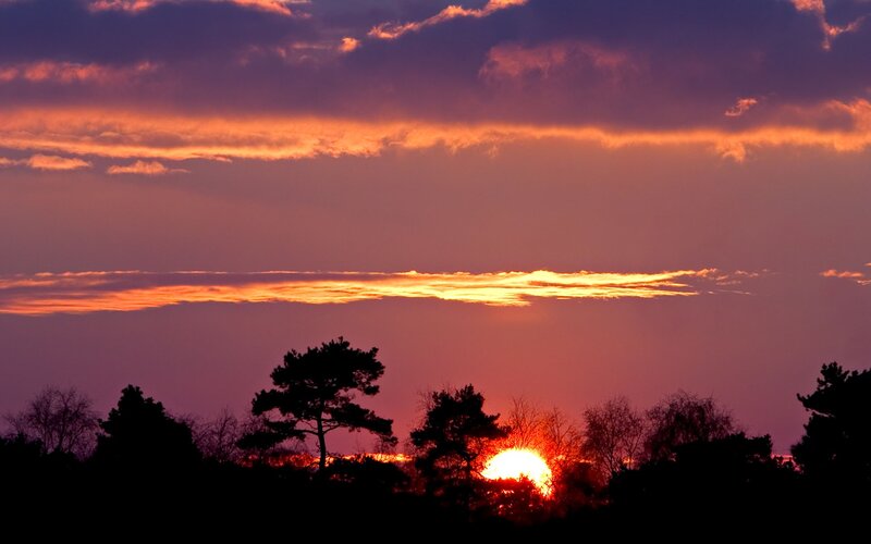 Sun Setting Behind Trees — Purple