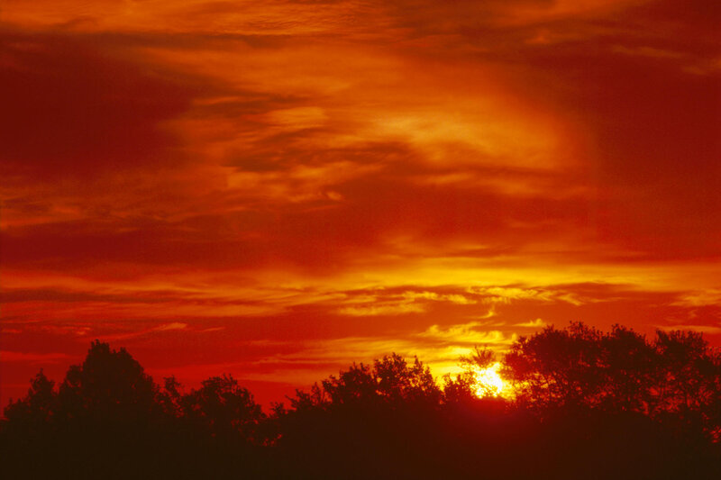 Sun Setting Behind Trees — Red