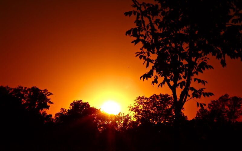 Sun Setting Behind Trees